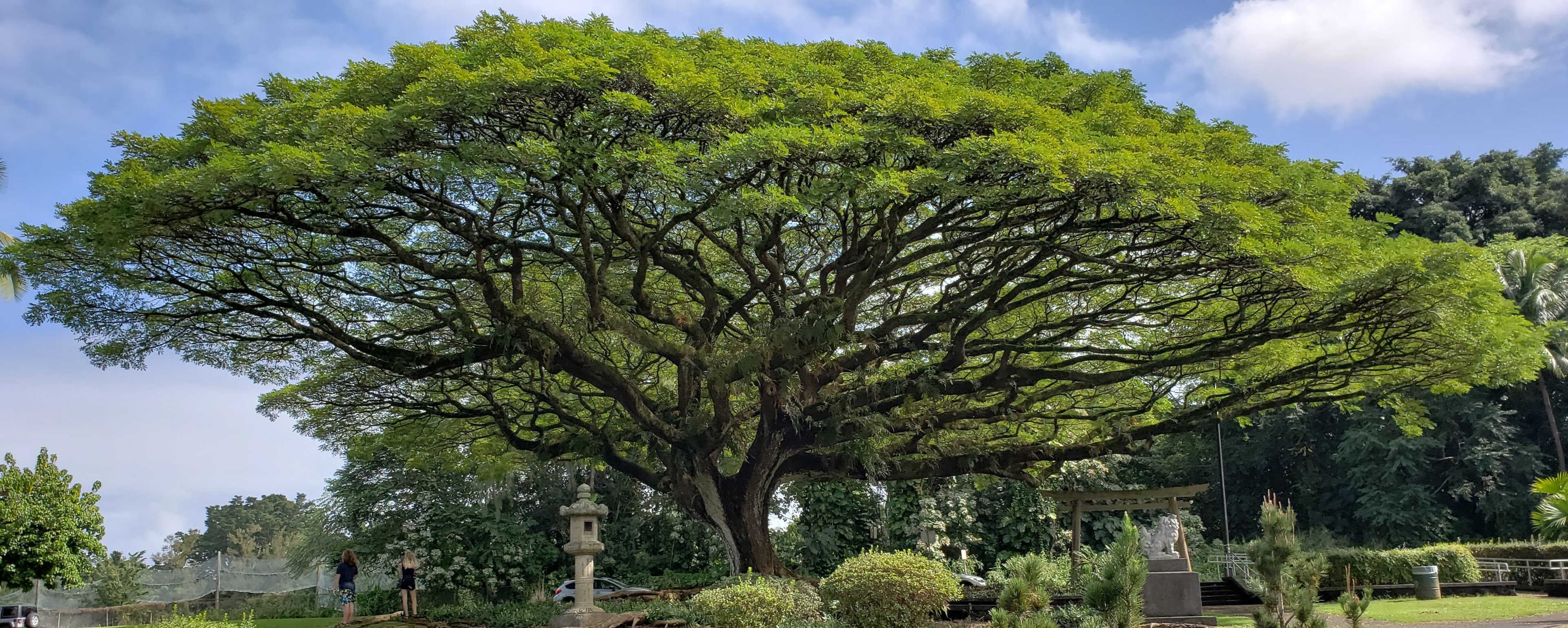 Large tree canopy symbolizing Cognitive Behavioral Therapy (CBT) techniques for anxiety and depression