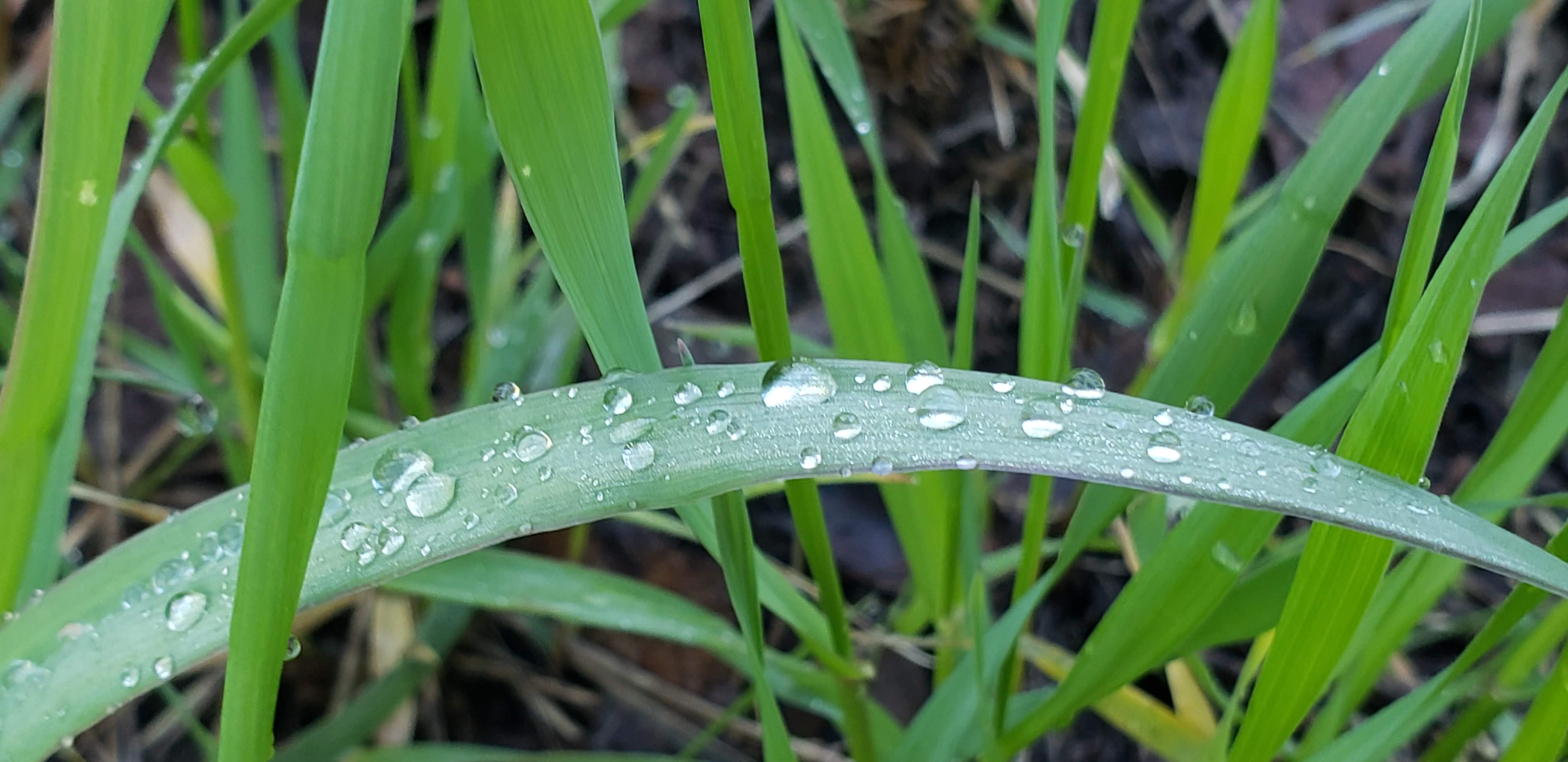 Water droplets on a blade of grass symbolizing Exposure and Response Prevention ERP therapy for Obsessive-Compulsive Disorder OCD