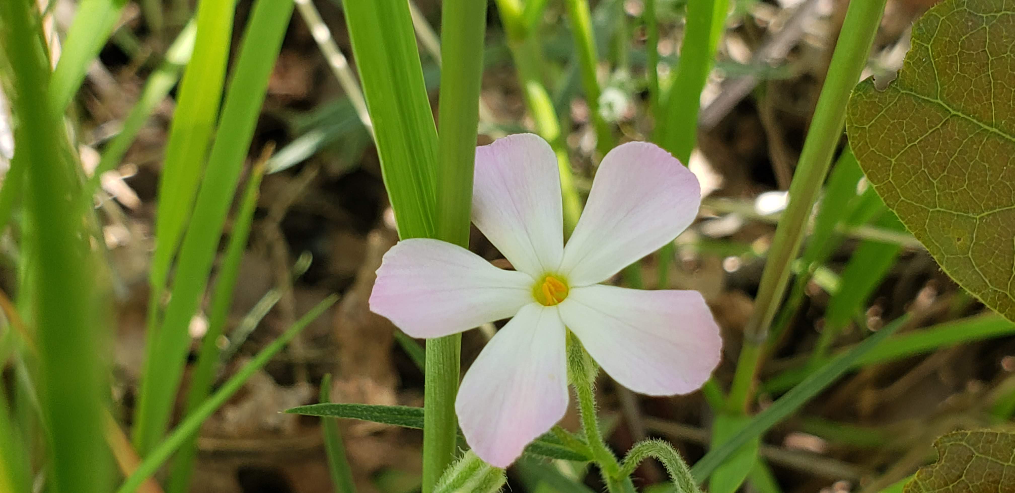 A single spring flower symbolizing self kindness that we begin to practice when we learn Mindful Self-Compassion therapy in Utah
