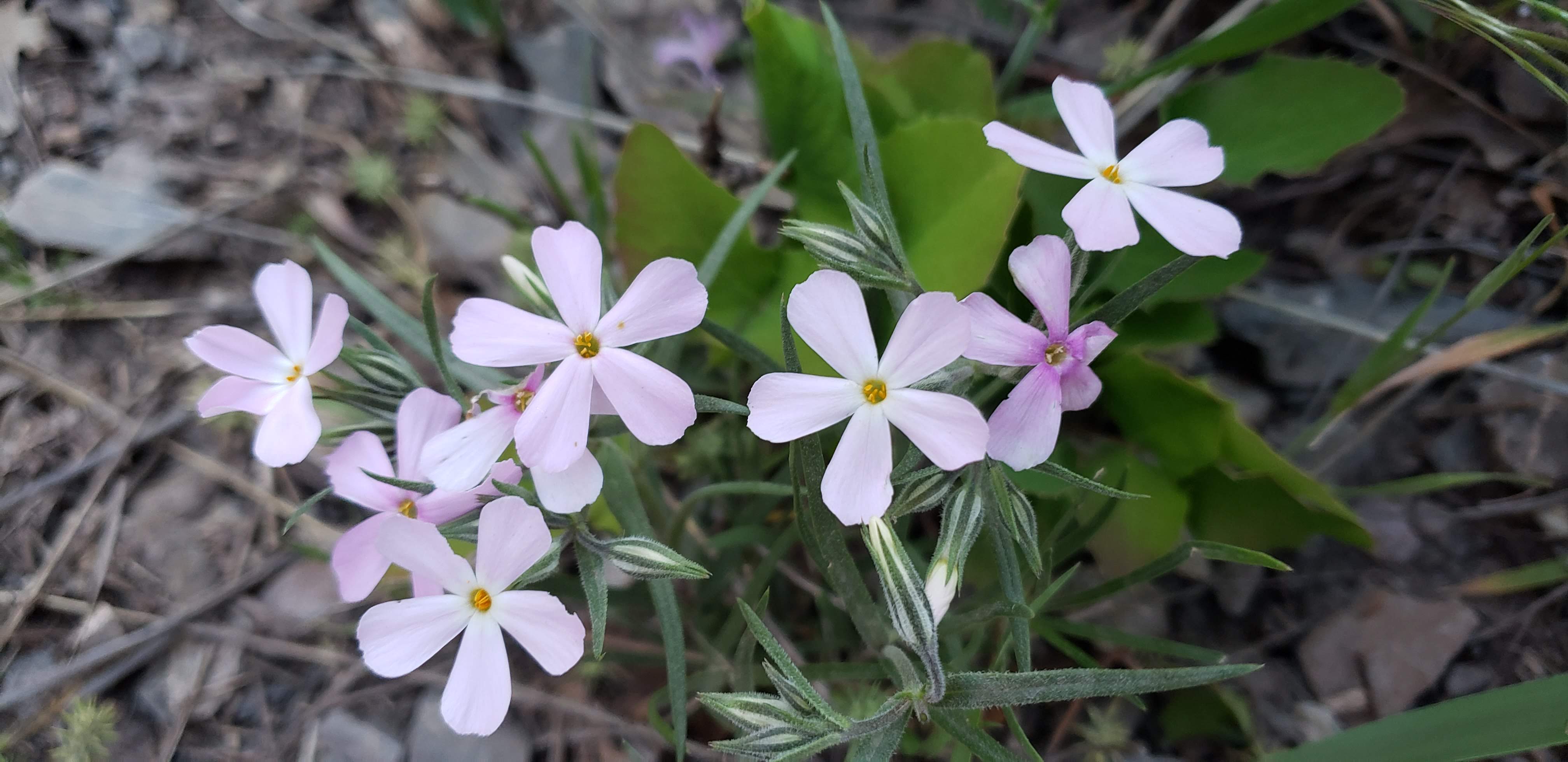 Light purple wild flowers for a peaceful mood