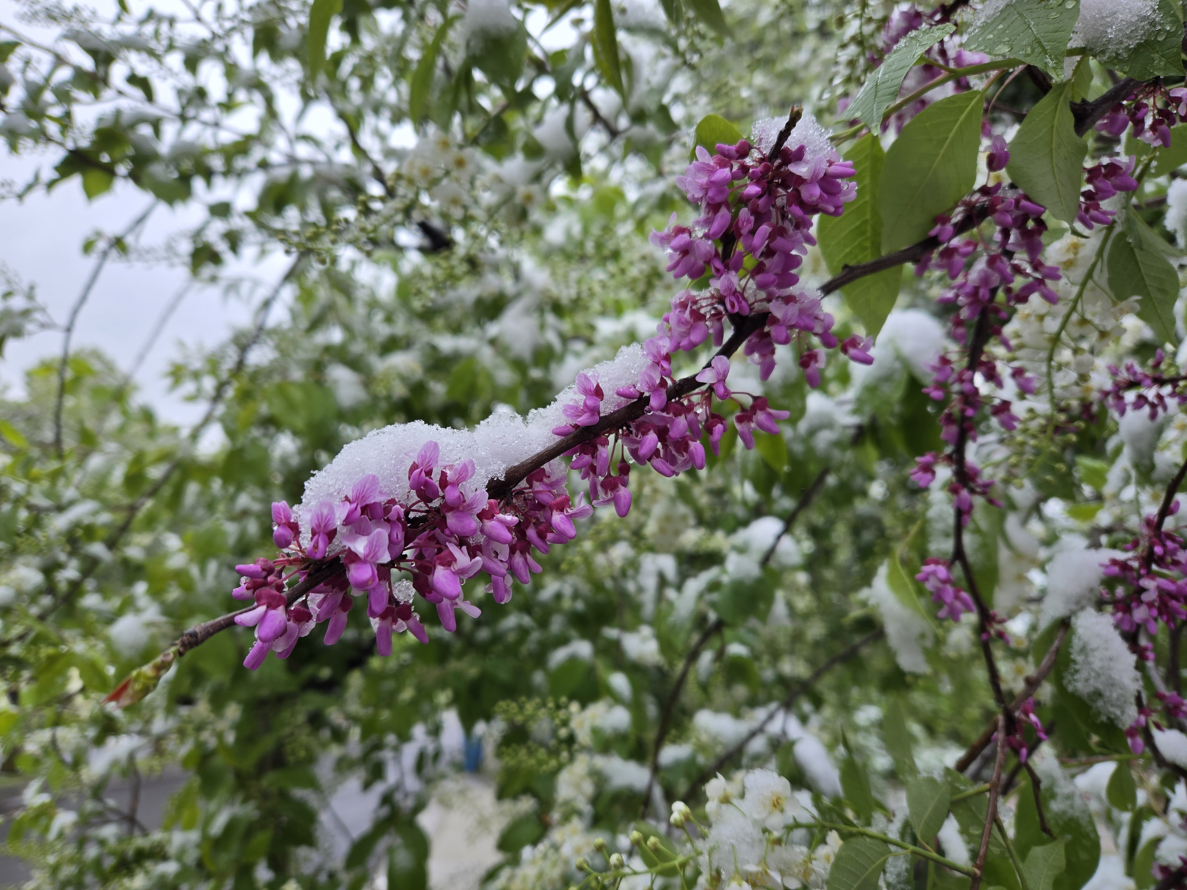 Blooming tree branch covered in snow representing growth and renewal in addiction recovery