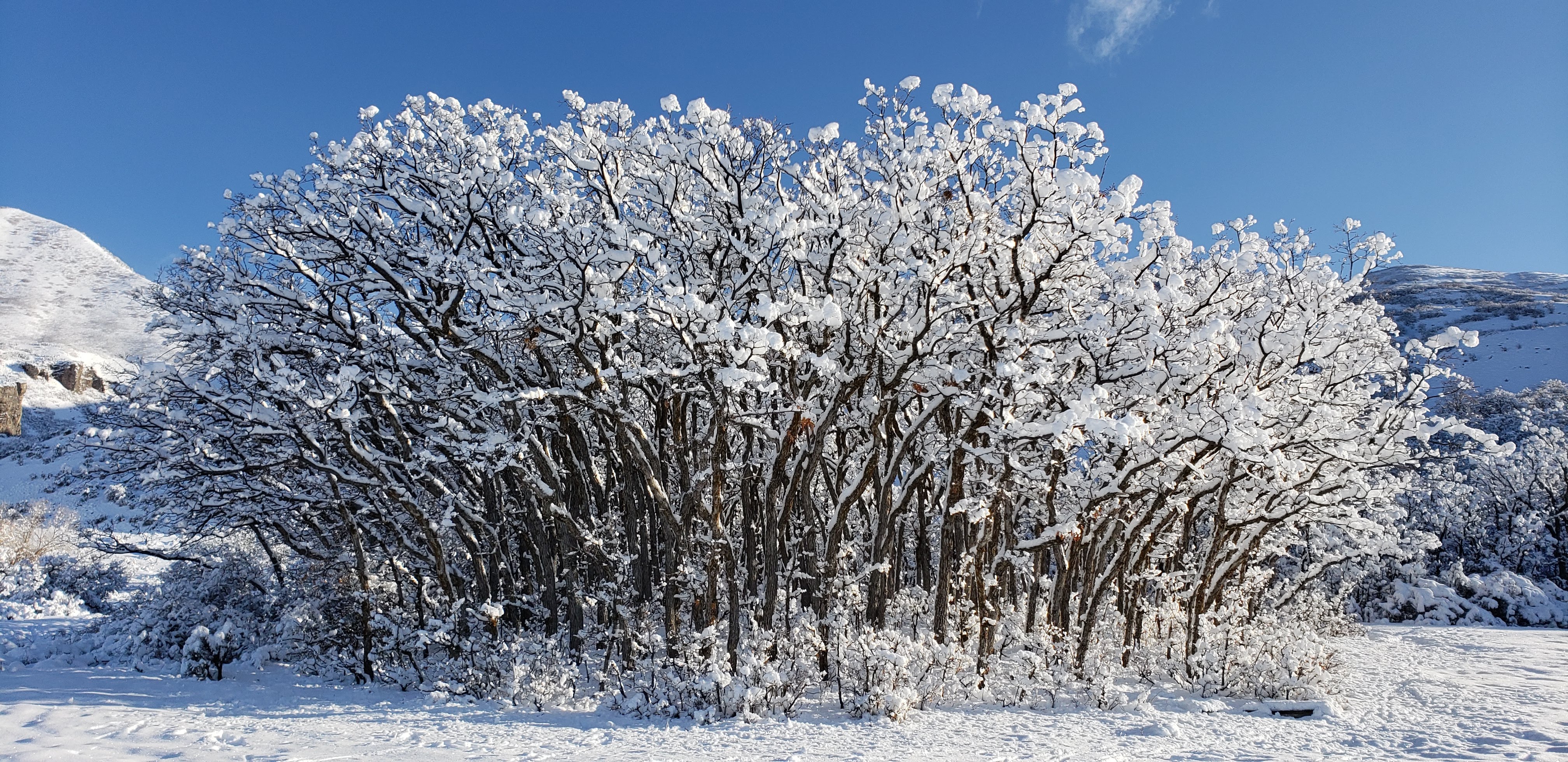 Shrubs covered in snow representing the cycle of life and healing from grief