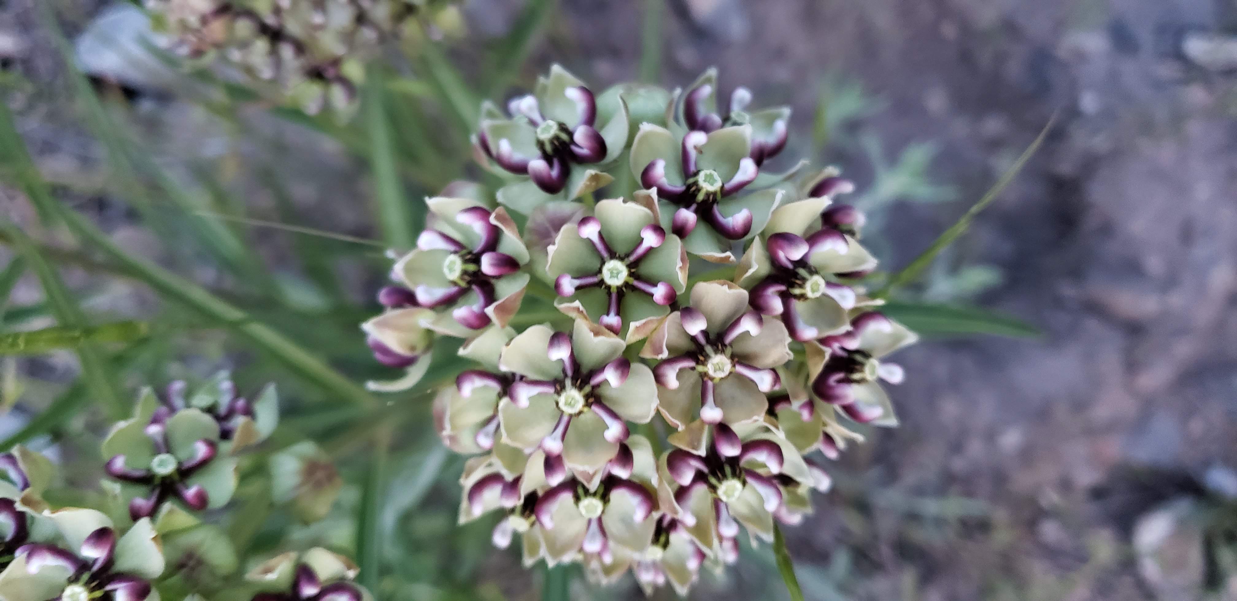 Milkweed flower representing growth and freedom from OCD