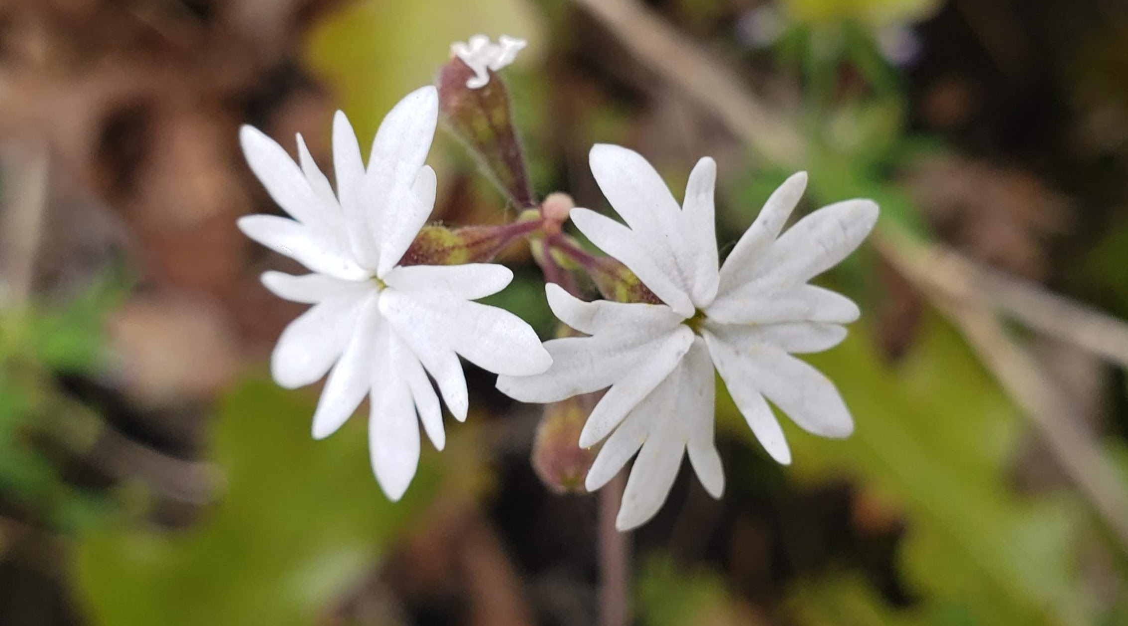 Two flowers growing together representing healthy relationships